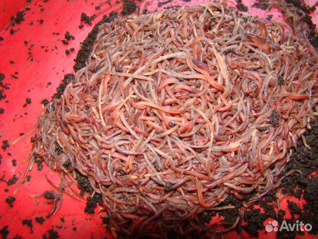 Продаю Малек и Коконы Дендробены