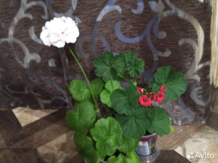 Пеларгония герань сортовая