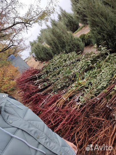 Саженцы плодовых оптом