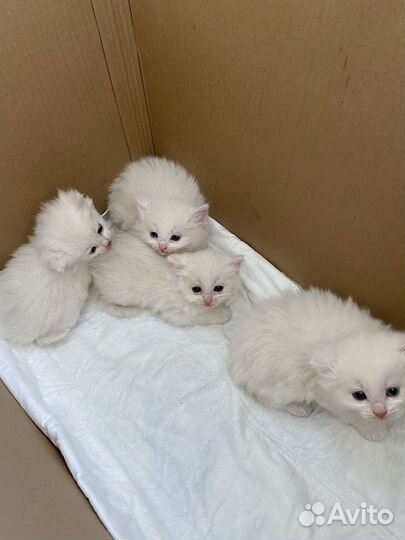 Домашние животные котята