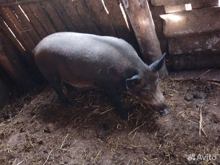 Дикий кабан