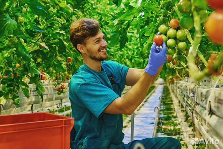 Работник в теплицу