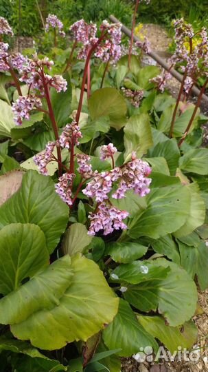 Садовые многолетние декоративные растения