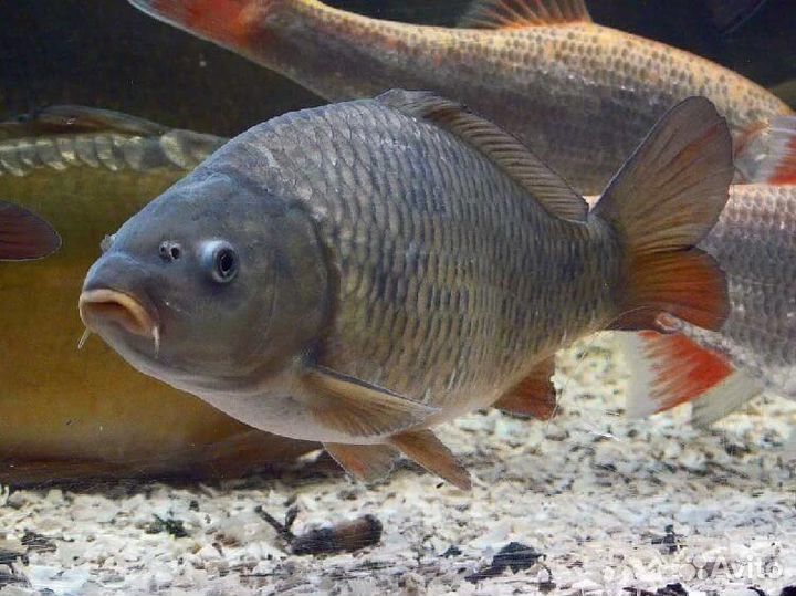 Малек Карпа Чешуйчатый/Зеркальный Опт/Розница
