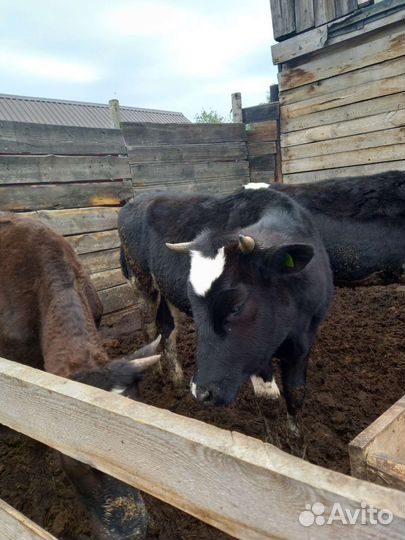 Телки молодняк