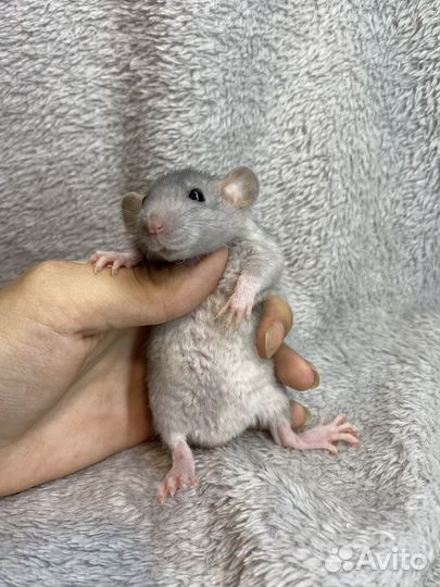 Крысята дамбо, шикарные детки