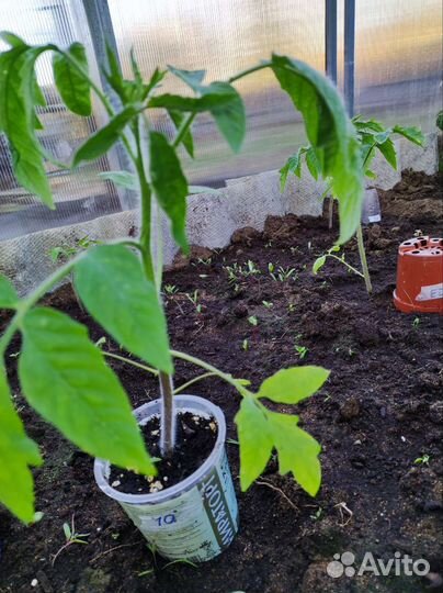Рассада помидор