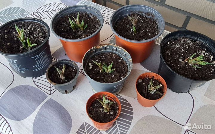 Суккуленты