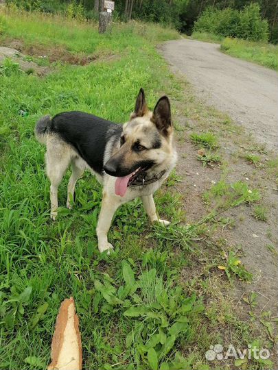 Восточноевропейская овчарка вязка