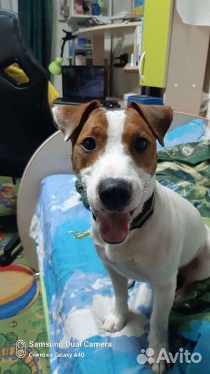 Вязка джек Рассел терьер