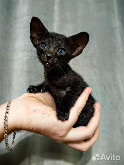 Ориентальные котята