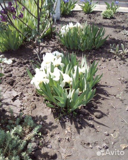 Многолетние растения