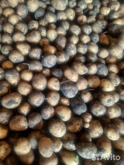 Картофель мелкий