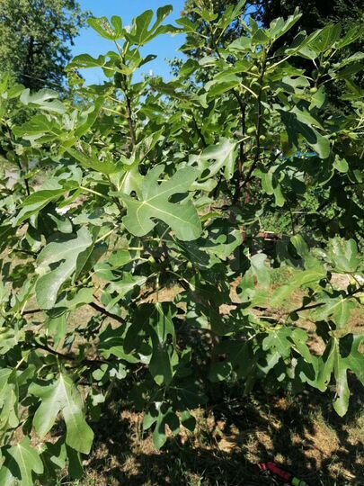 Участок 7 сот. (ИЖС)