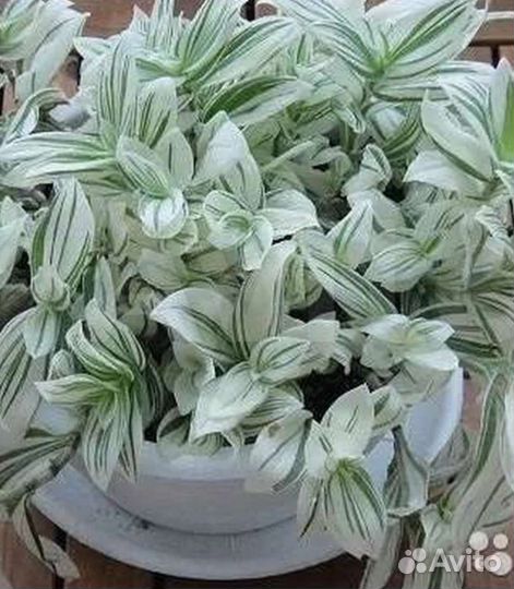 Традесканция зебрина