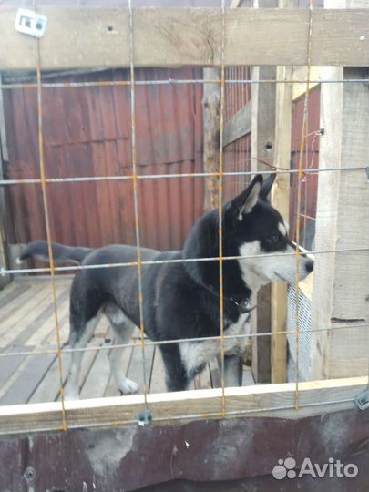 Сибирский хаски