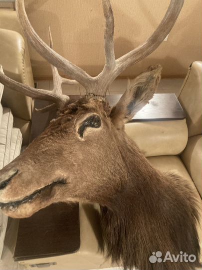 Чучело головы оленя