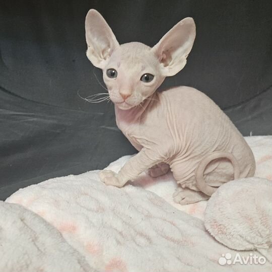 Петерболд, ориентал