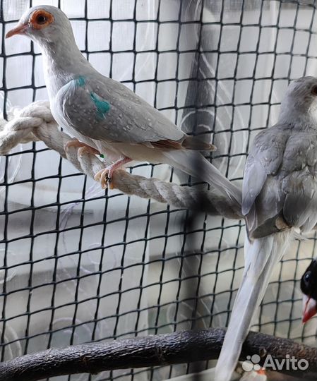 Бриллиантовые Горлицы