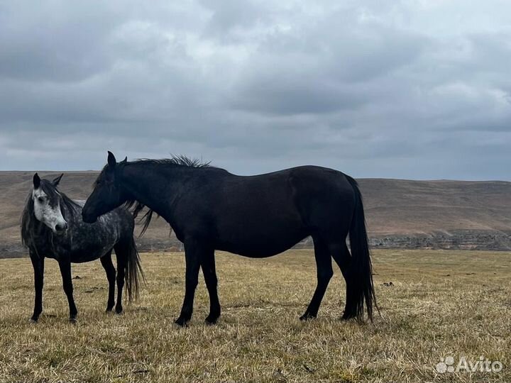 Элитные кобылы