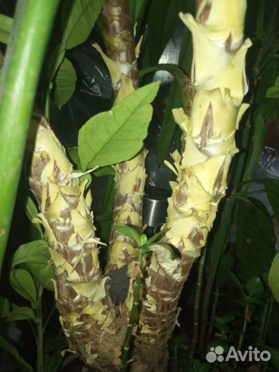 Юкка. Большой цветок ищет нового хозяина