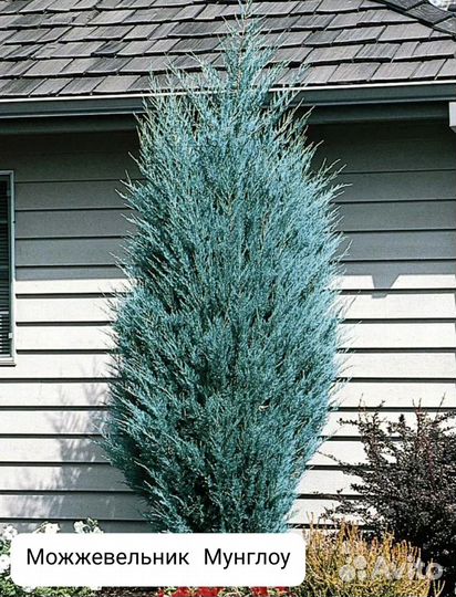 Можжевельник Мунглоу