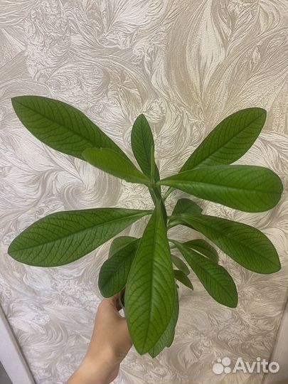 Комнатные цветы (01.10.2024)