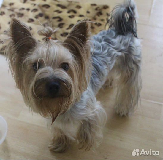 Передержка собак, домашняя зоогостиница