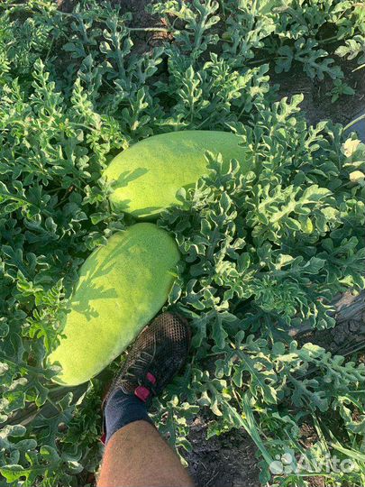 Арбузы опт второй сбор