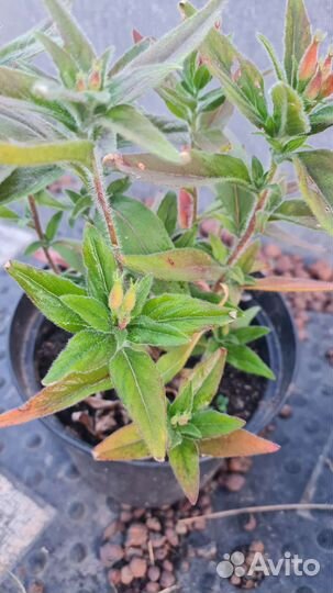 Энотера многолетняя