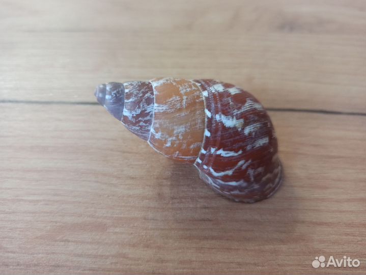 Морская раковина