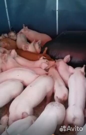 Поросята, Свиньи в живом весе