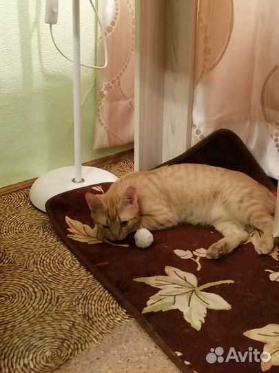 Котик рыжик