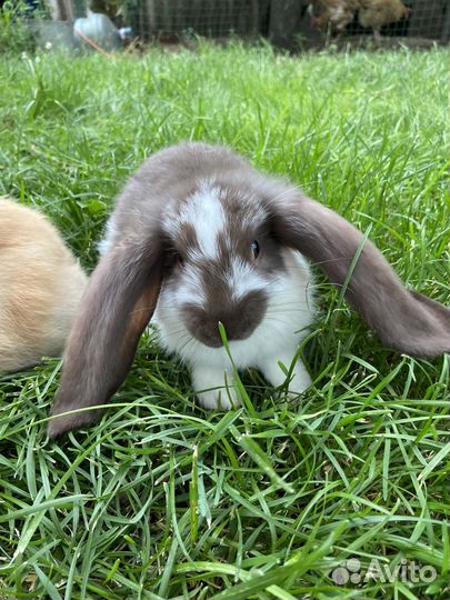 Кролик (чистокровный французский баран)