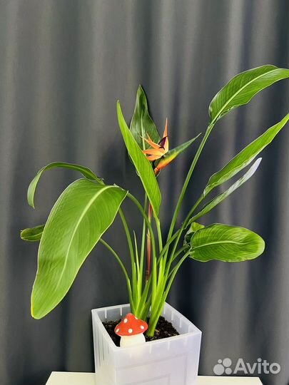 Стрелиция Регина