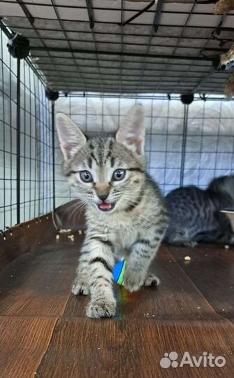 Котёнок, малышка Пуша 2 мес, ищет семью