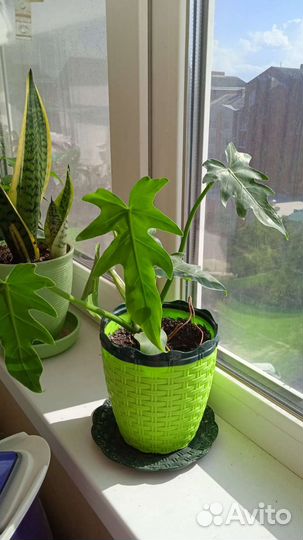 Филодендрон