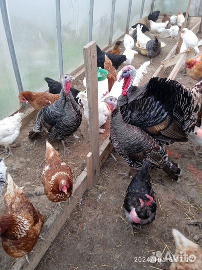 Индюки семья