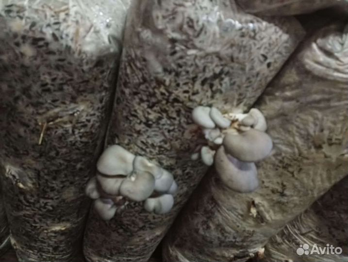 Грибные блоки отработанные