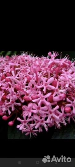 Клеродендрум бунге