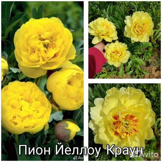 Пион