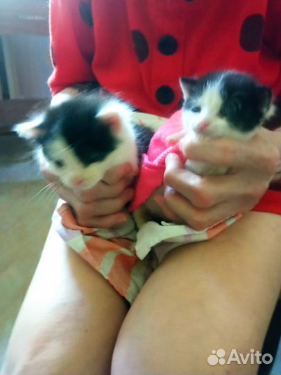 Котята в добрые руки