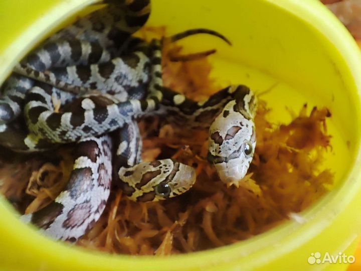 Змея маисовый полоз анери