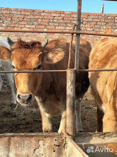 Тёлка джерси, корова, бычок
