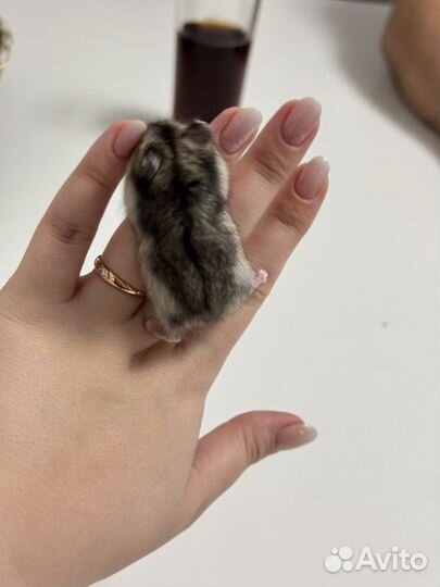 Джунгарский хомяк