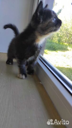 Котенок в добрые руки