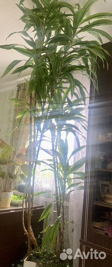 Пальма драцена