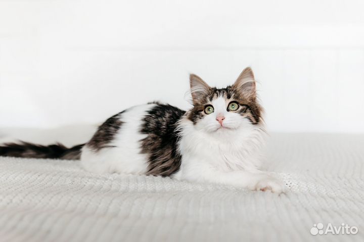 Котенок в добрые руки