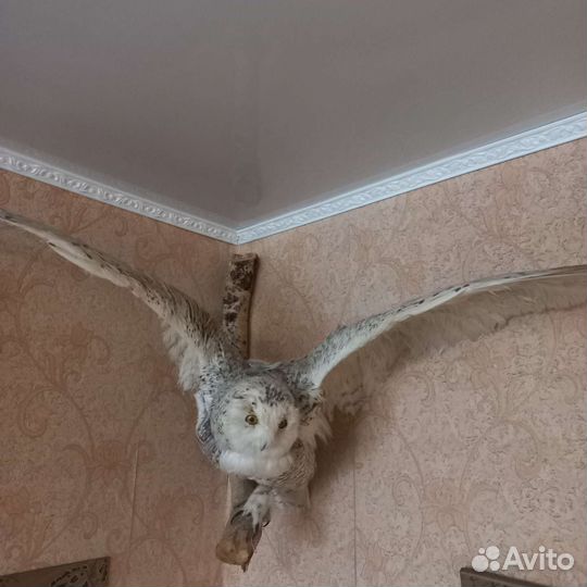 Чучело полярной совы