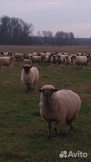 Овцы ярки